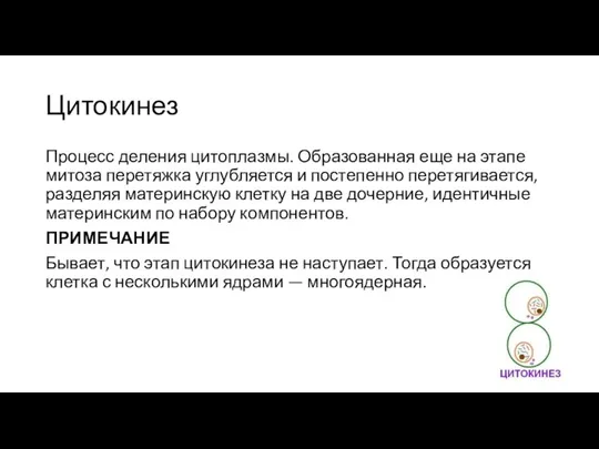 Цитокинез Процесс деления цитоплазмы. Образованная еще на этапе митоза перетяжка углубляется