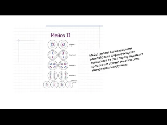 Мейоз делает более широким разнообразие формирующихся организмов за счет перекрещивания хромосом