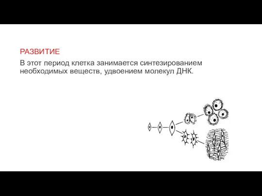 РАЗВИТИЕ В этот период клетка занимается синтезированием необходимых веществ, удвоением молекул ДНК.