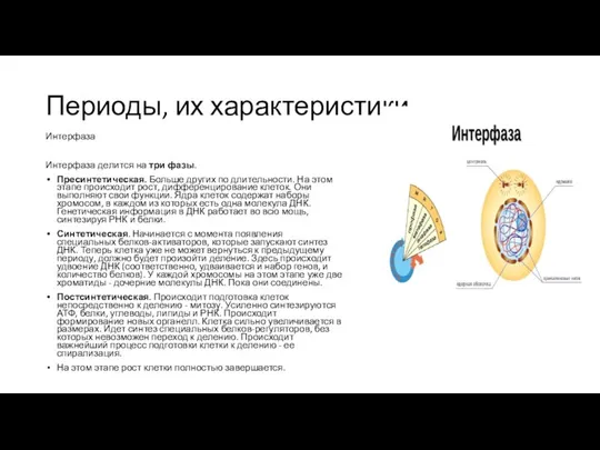 Периоды, их характеристики Интерфаза Интерфаза делится на три фазы. Пресинтетическая. Больше