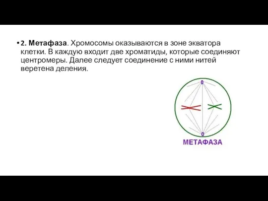 2. Метафаза. Хромосомы оказываются в зоне экватора клетки. В каждую входит