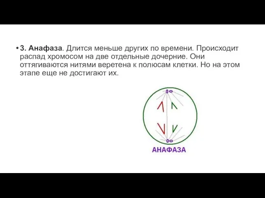 3. Анафаза. Длится меньше других по времени. Происходит распад хромосом на