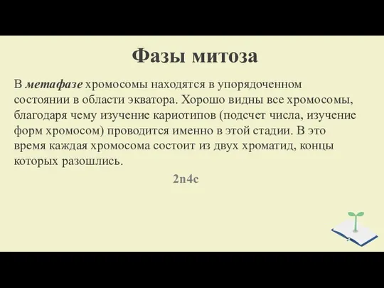 Фазы митоза В метафазе хромосомы находятся в упорядоченном состоянии в области