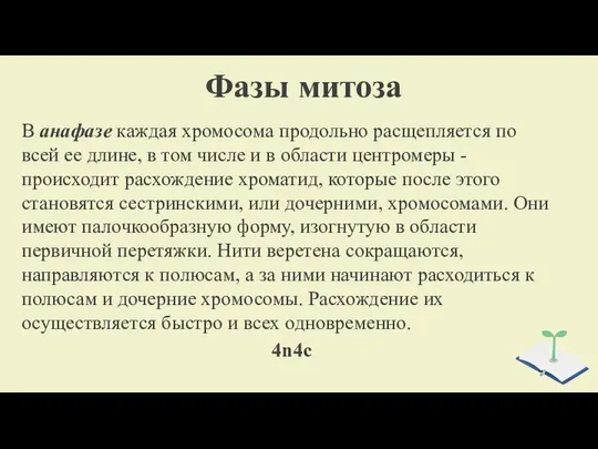 Фазы митоза В анафазе каждая хромосома про­дольно расщепляется по всей ее