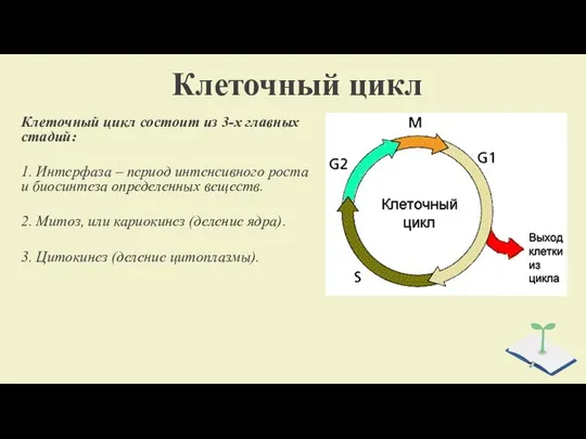 Клеточный цикл Клеточный цикл состоит из 3-х главных стадий: 1. Интерфаза