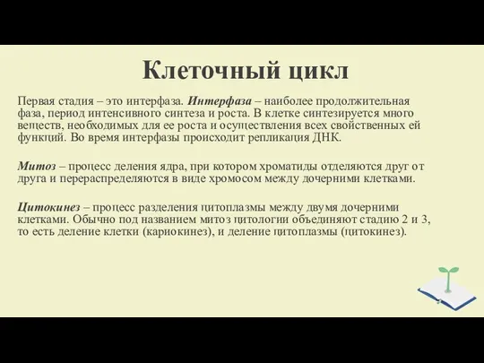 Клеточный цикл Первая стадия – это интерфаза. Интерфаза – наиболее продолжительная