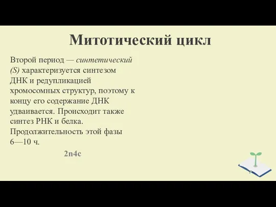 Митотический цикл Второй период — синтетический (S) характеризуется синтезом ДНК и