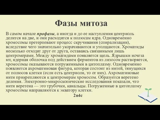 Фазы митоза В самом начале профазы, а иногда и до ее