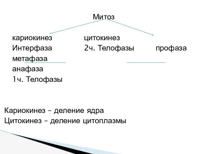 Митоз кариокинез цитокинез Интерфаза 2ч. Телофазы профаза метафаза анафаза 1ч. Телофазы