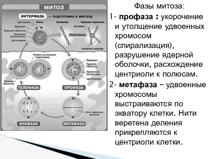 Фазы митоза: 1- профаза : укорочение и утолщение удвоенных хромосом (спирализация),