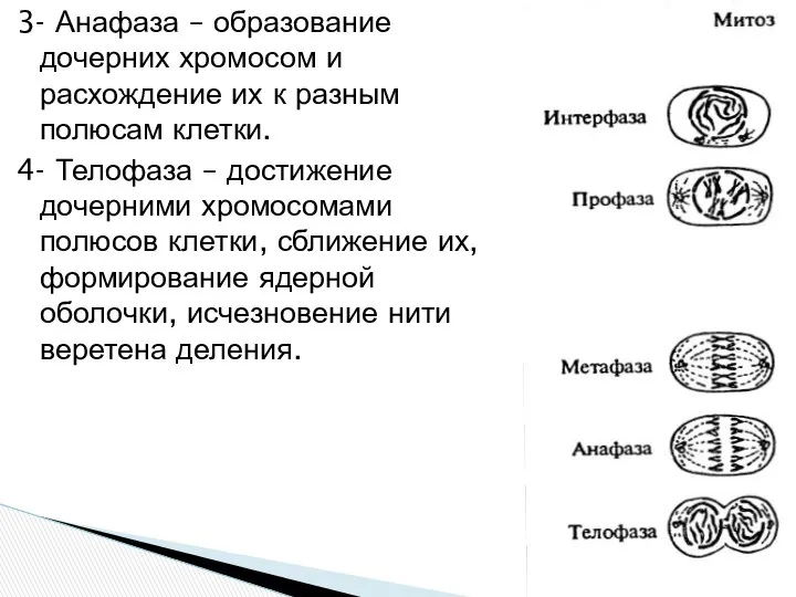 3- Анафаза – образование дочерних хромосом и расхождение их к разным