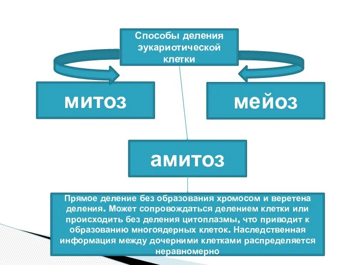 Способы деления эукариотической клетки митоз мейоз амитоз Прямое деление без образования