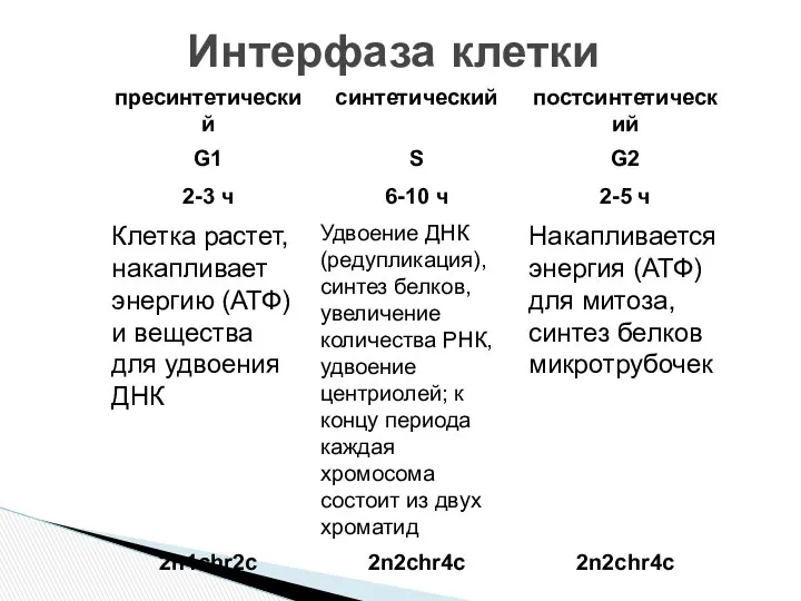 Интерфаза клетки