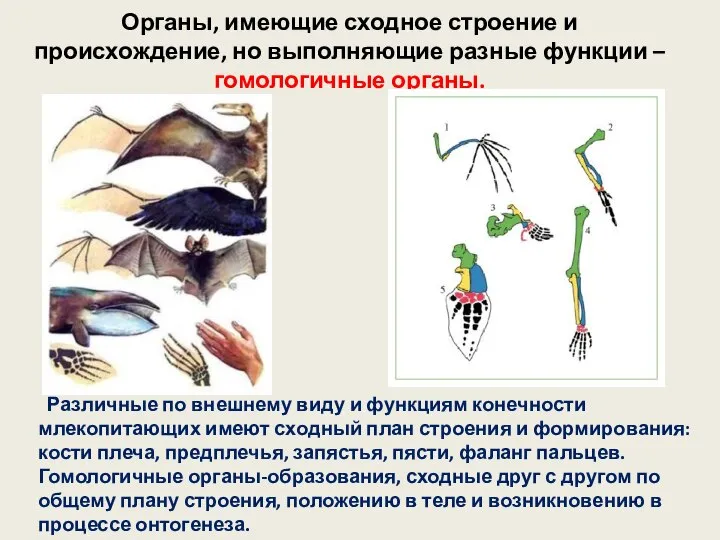 Органы, имеющие сходное строение и происхождение, но выполняющие разные функции –