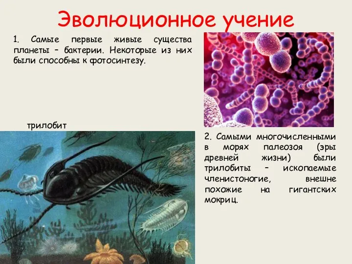 Эволюционное учение 1. Самые первые живые существа планеты – бактерии. Некоторые