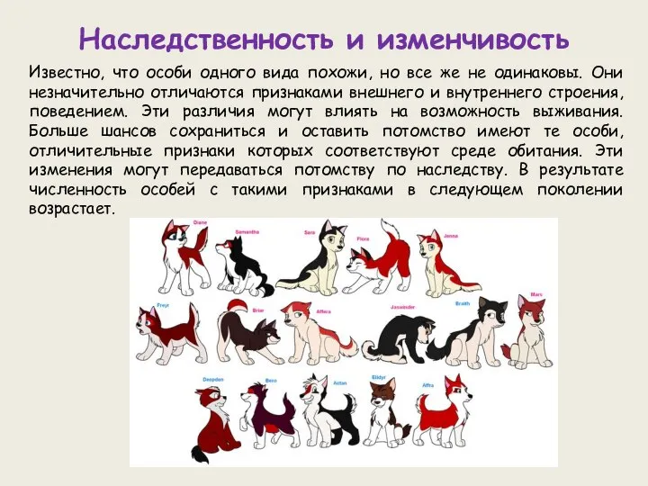 Наследственность и изменчивость Известно, что особи одного вида похожи, но все