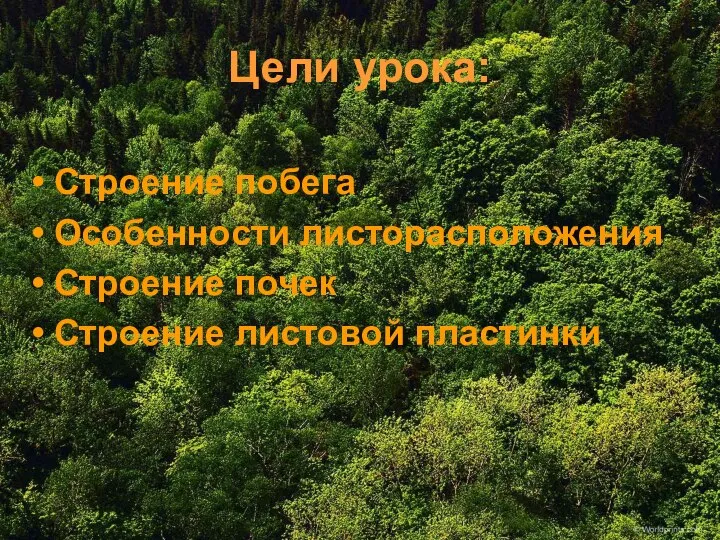 Цели урока: Строение побега Особенности листорасположения Строение почек Строение листовой пластинки