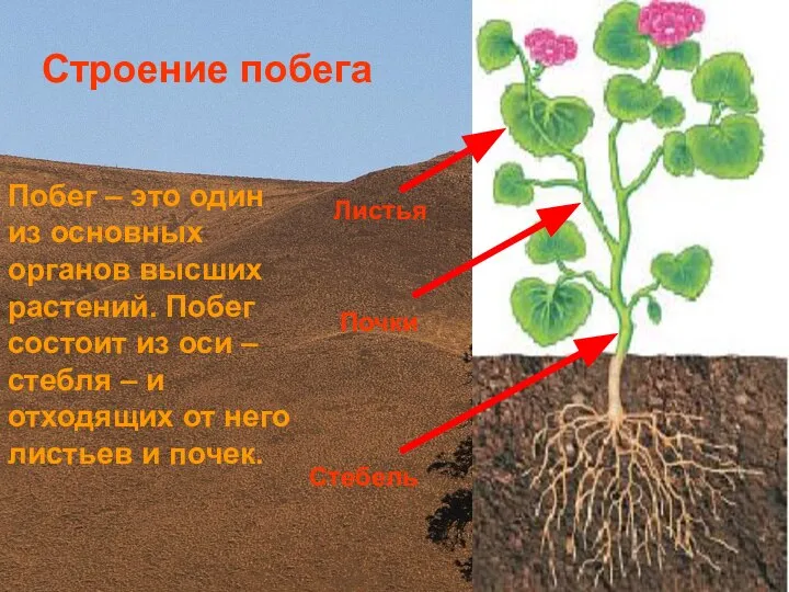 Стебель Почки Листья Строение побега Побег – это один из основных