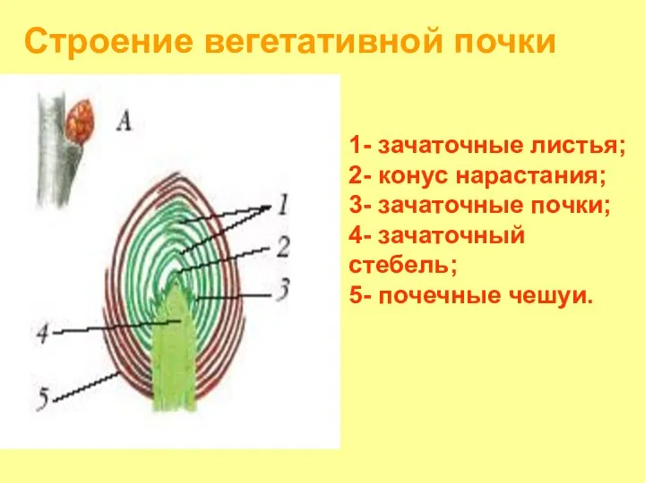 Строение вегетативной почки 1- зачаточные листья; 2- конус нарастания; 3- зачаточные