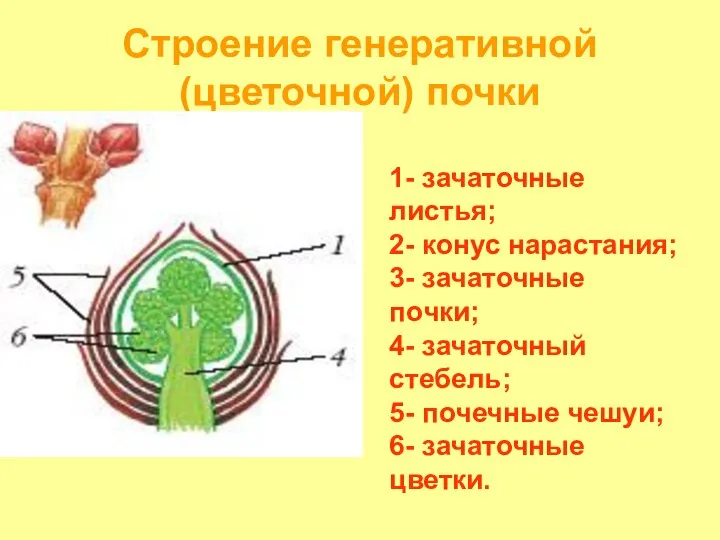 Строение генеративной (цветочной) почки 1- зачаточные листья; 2- конус нарастания; 3-