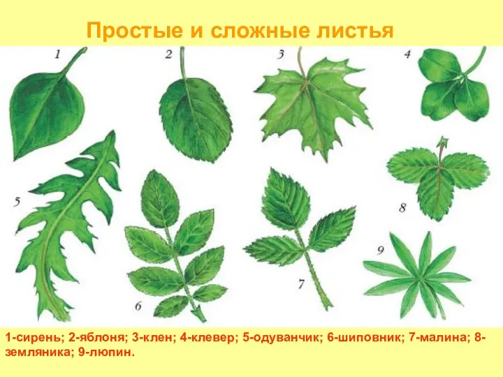 1-сирень; 2-яблоня; 3-клен; 4-клевер; 5-одуванчик; 6-шиповник; 7-малина; 8-земляника; 9-люпин. Простые и сложные листья