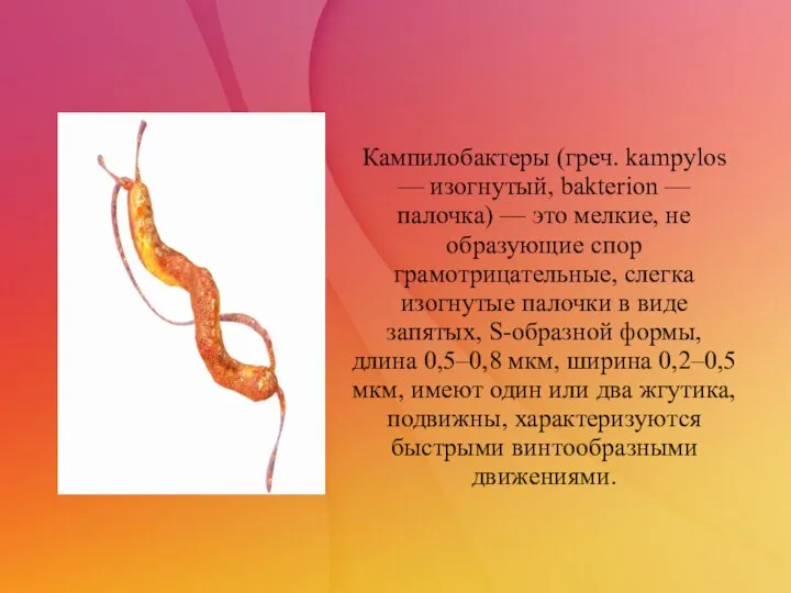 Кампилобактеры (греч. kampylos — изогнутый, bakterion — палочка) — это мелкие,