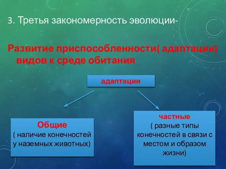 3. Третья закономерность эволюции- Развитие приспособленности( адаптации) видов к среде обитания