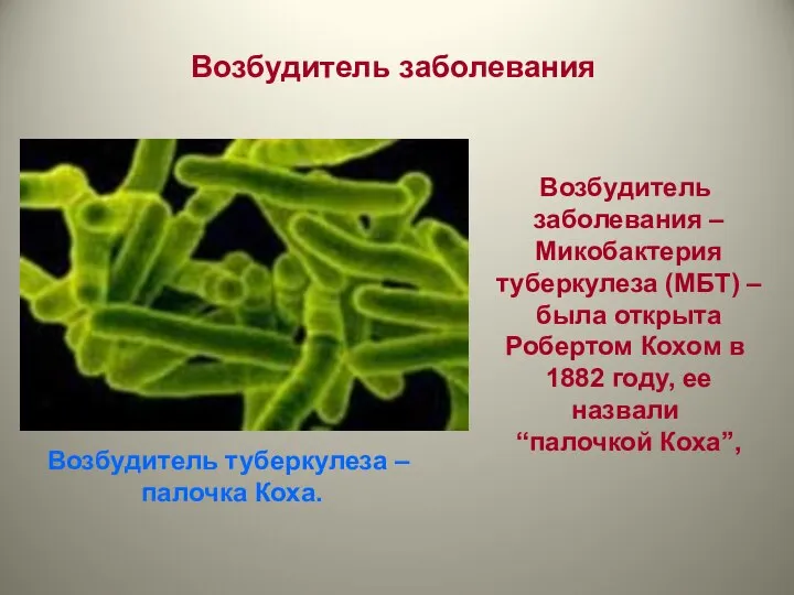 Возбудитель заболевания Возбудитель заболевания – Микобактерия туберкулеза (МБТ) – была открыта