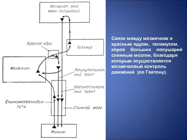 Связи между мозжечком и красным ядром, таламусом, корой больших полушарий спинным