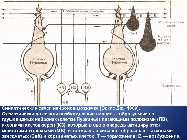 Синаптические связи нейронов мозжечка [Экклс Дж., 1969]. Схематически показаны возбуждающие синапсы,