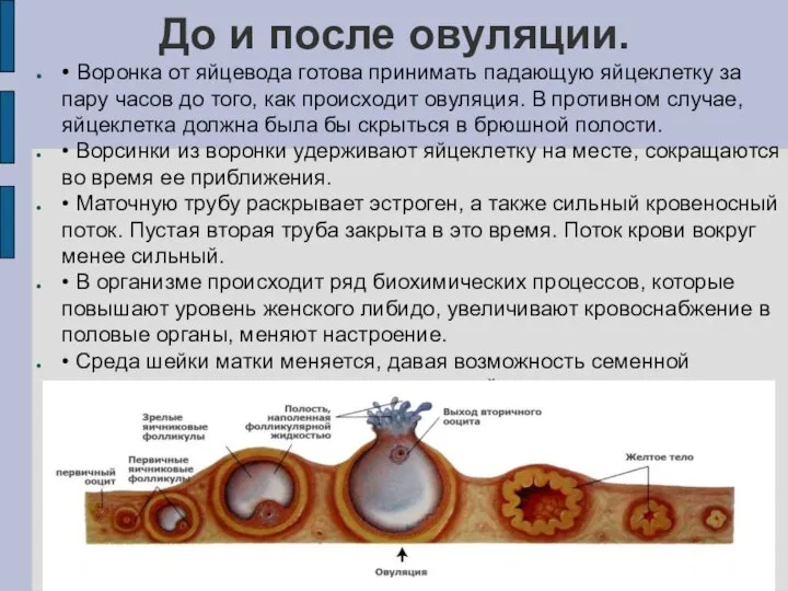 До и после овуляции. • Воронка от яйцевода готова принимать падающую