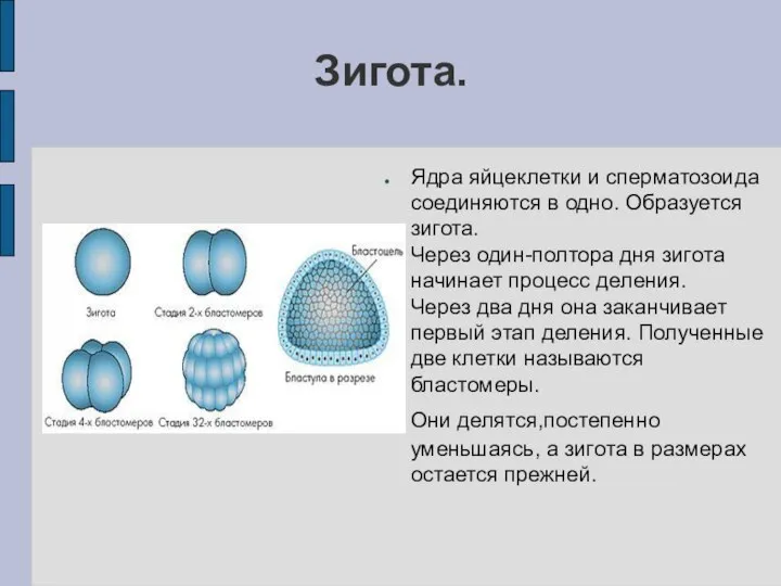 Зигота. Ядра яйцеклетки и сперматозоида соединяются в одно. Образуется зигота. Через