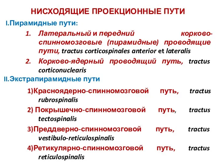 Пирамидные пути: Латеральный и передний корково-спинномозговые (пирамидные) проводящие пути, tractus corticospinales