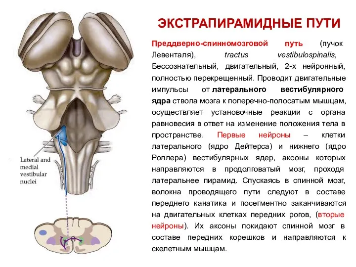 ЭКСТРАПИРАМИДНЫЕ ПУТИ Преддверно-спинномозговой путь (пучок Левенталя), tractus vestibulospinalis, Бессознательный, двигательный, 2-х
