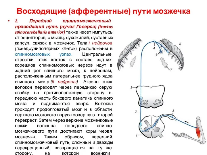 Восходящие (афферентные) пути мозжечка 2. Передний спинномозжечковый проводящий путь (пучок Говерса)