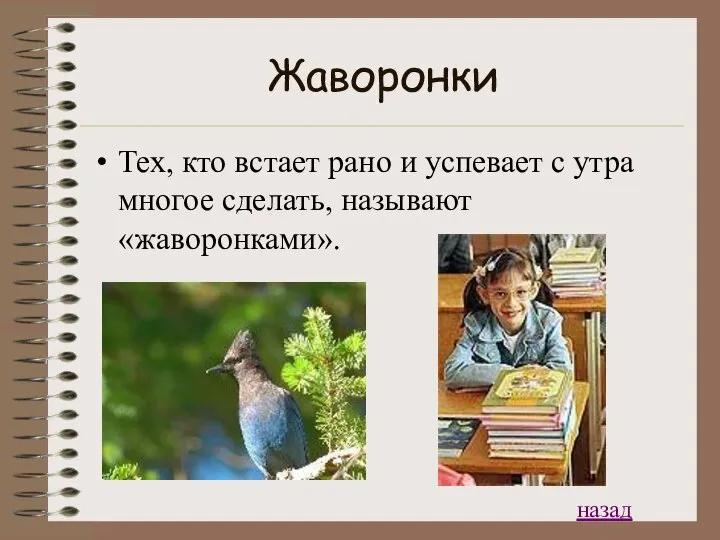 Жаворонки Тех, кто встает рано и успевает с утра многое сделать, называют «жаворонками». назад