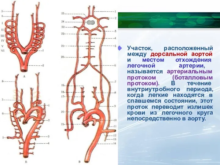 Участок, расположенный между дорсальной аортой и местом отхождения легочной артерии, называется