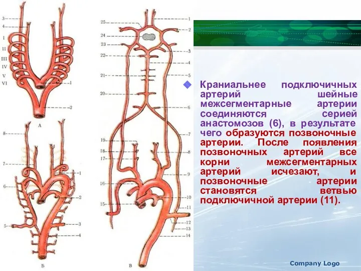 Company Logo Краниальнее подключичных артерий шейные межсегментарные артерии соединяются серией анастомозов