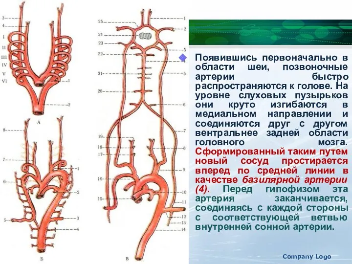 Company Logo Появившись первоначально в области шеи, позвоночные артерии быстро распространяются