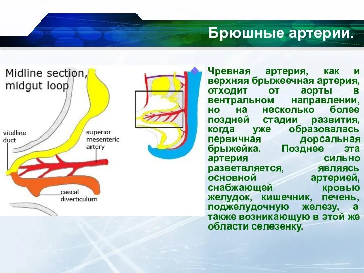 Чревная артерия, как и верхняя брыжеечная артерия, отходит от аорты в