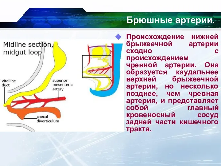 Происхождение нижней брыжеечной артерии сходно с происхождением чревной артерии. Она образуется