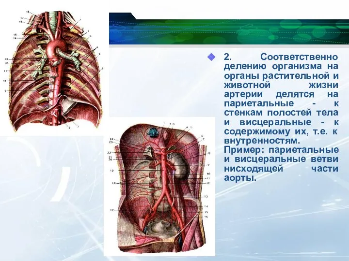 2. Соответственно делению организма на органы растительной и животной жизни артерии