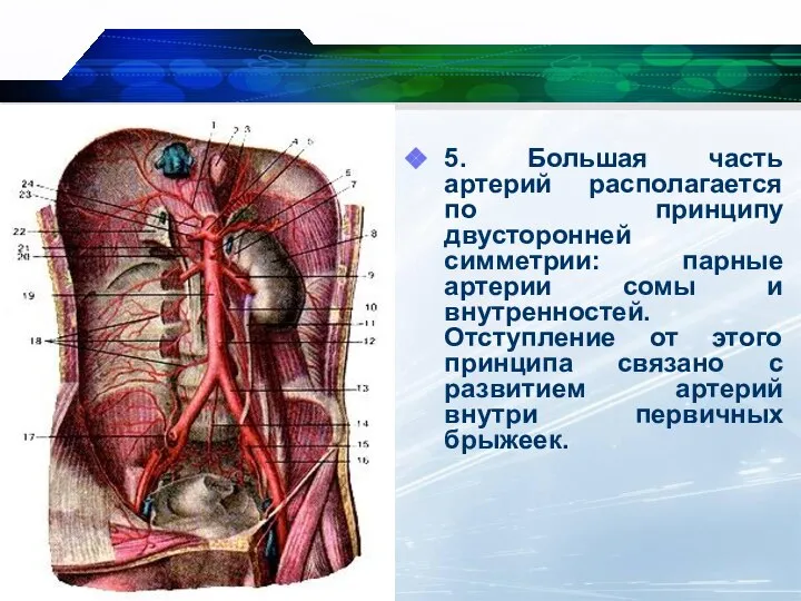 5. Большая часть артерий располагается по принципу двусторонней симметрии: парные артерии