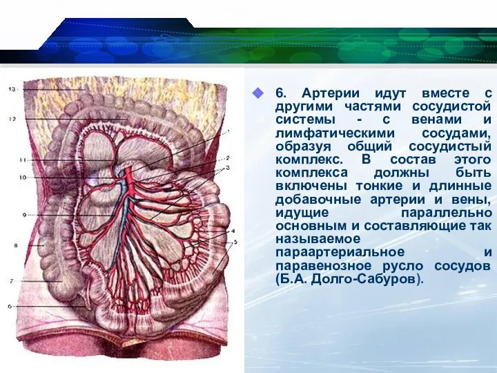 6. Артерии идут вместе с другими частями сосудистой системы - с