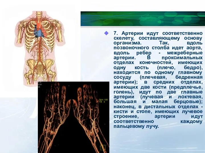 7. Артерии идут соответственно скелету, составляющему основу организма. Так, вдоль позвоночного