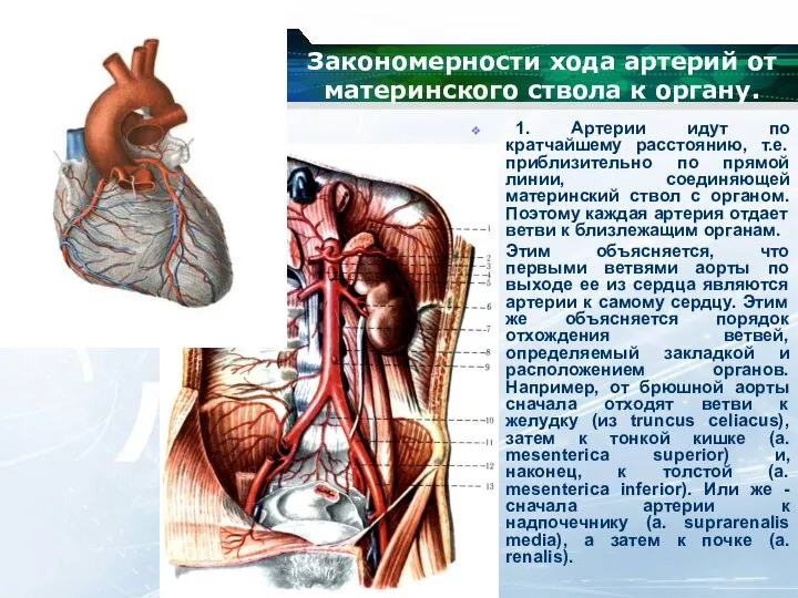 Закономерности хода артерий от материнского ствола к органу. 1. Артерии идут