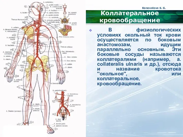 Konovalova S. G. Коллатеральное кровообращение В физиологических условиях окольный ток крови