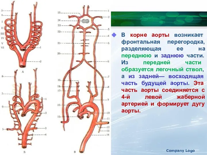 В корне аорты возникает фронтальная перегородка, разделяющая ее на переднюю и