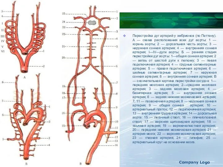 Перестройка дуг артерий у эмбрионов (по Петтену). А — схема расположения