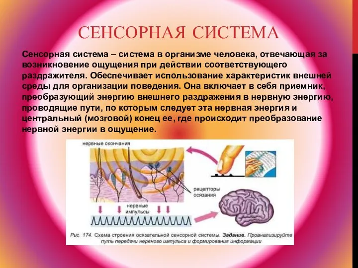 СЕНСОРНАЯ СИСТЕМА Сенсорная система – система в организме человека, отвечающая за